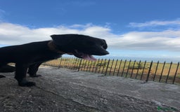 Borador dogs for sale: Bruno  - Image 2