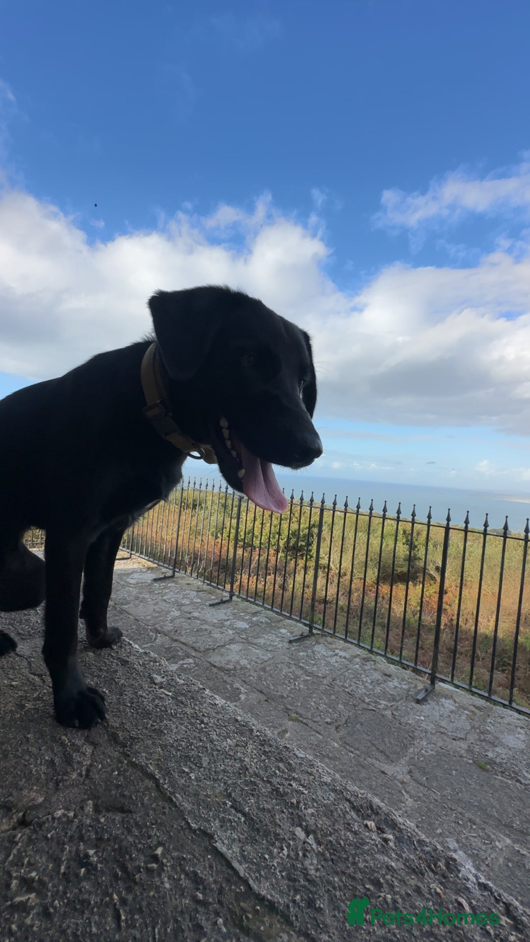 Borador dogs for sale: Bruno  - Image 2