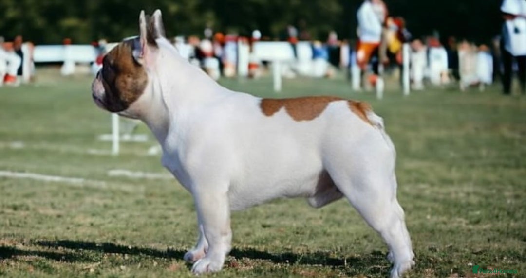 French Bulldog dogs for sale: Perfect sweet boy looking for new home  - Image 15