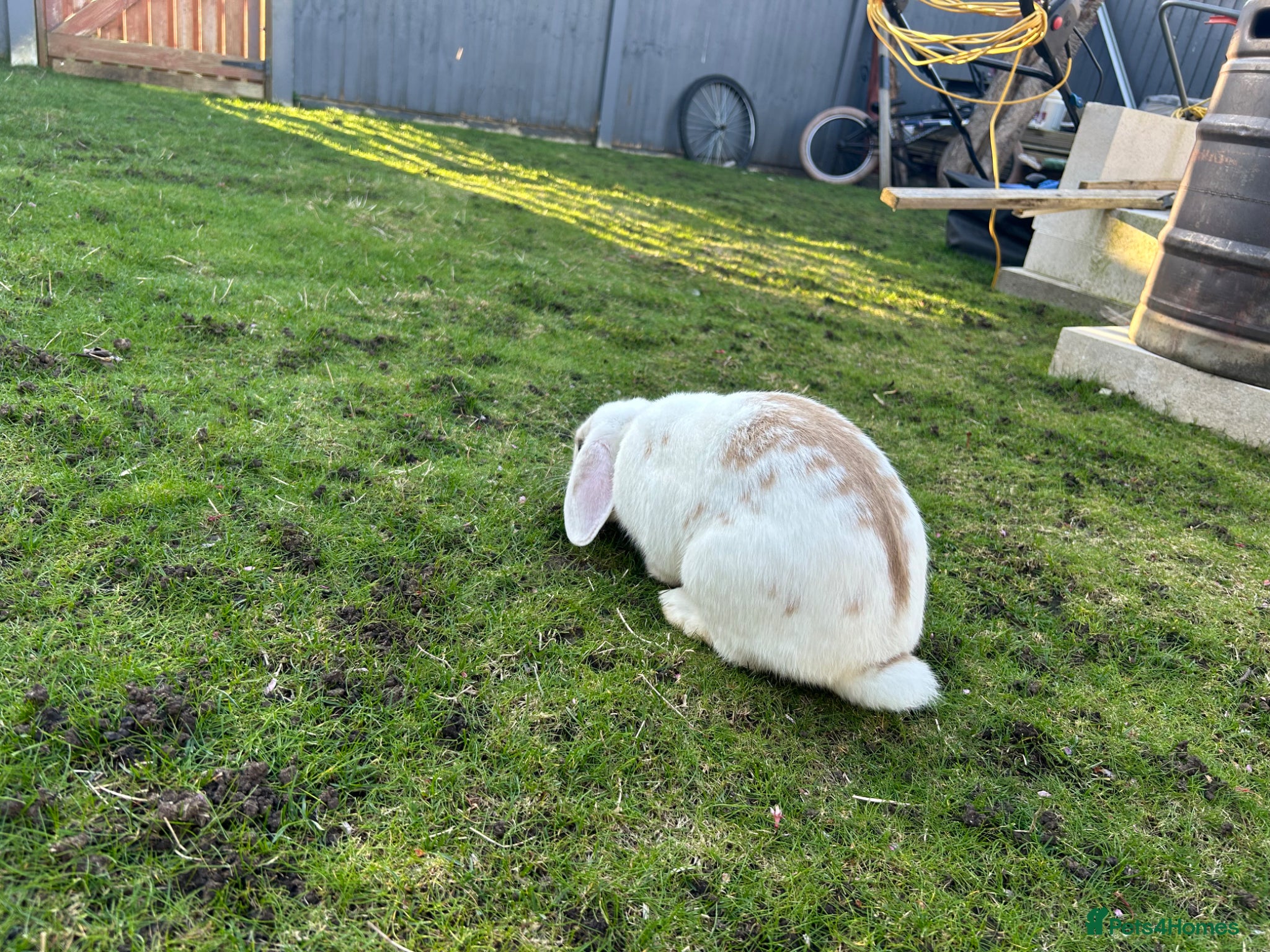 Mixed Breed rabbits Rabbit for sale  - Advert 1