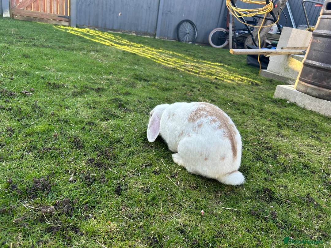 Mixed Breed rabbits for sale: Rabbit for sale  in Corby - Advert 1