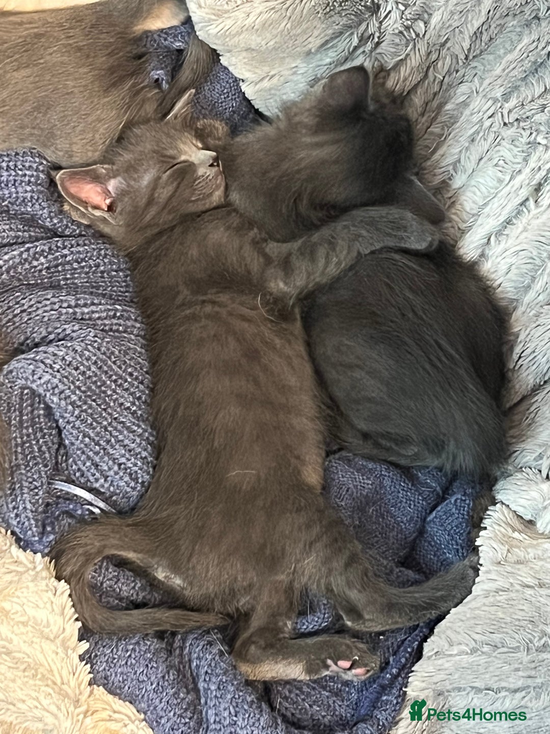 Oriental cats for sale: 5 STUNNING RAGAMESE/SIAMESE KITTENS - Image 4