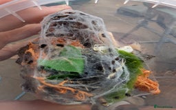 Spiders invertebrates for sale: Velvet spider slings gandanameno sp  - Image 3