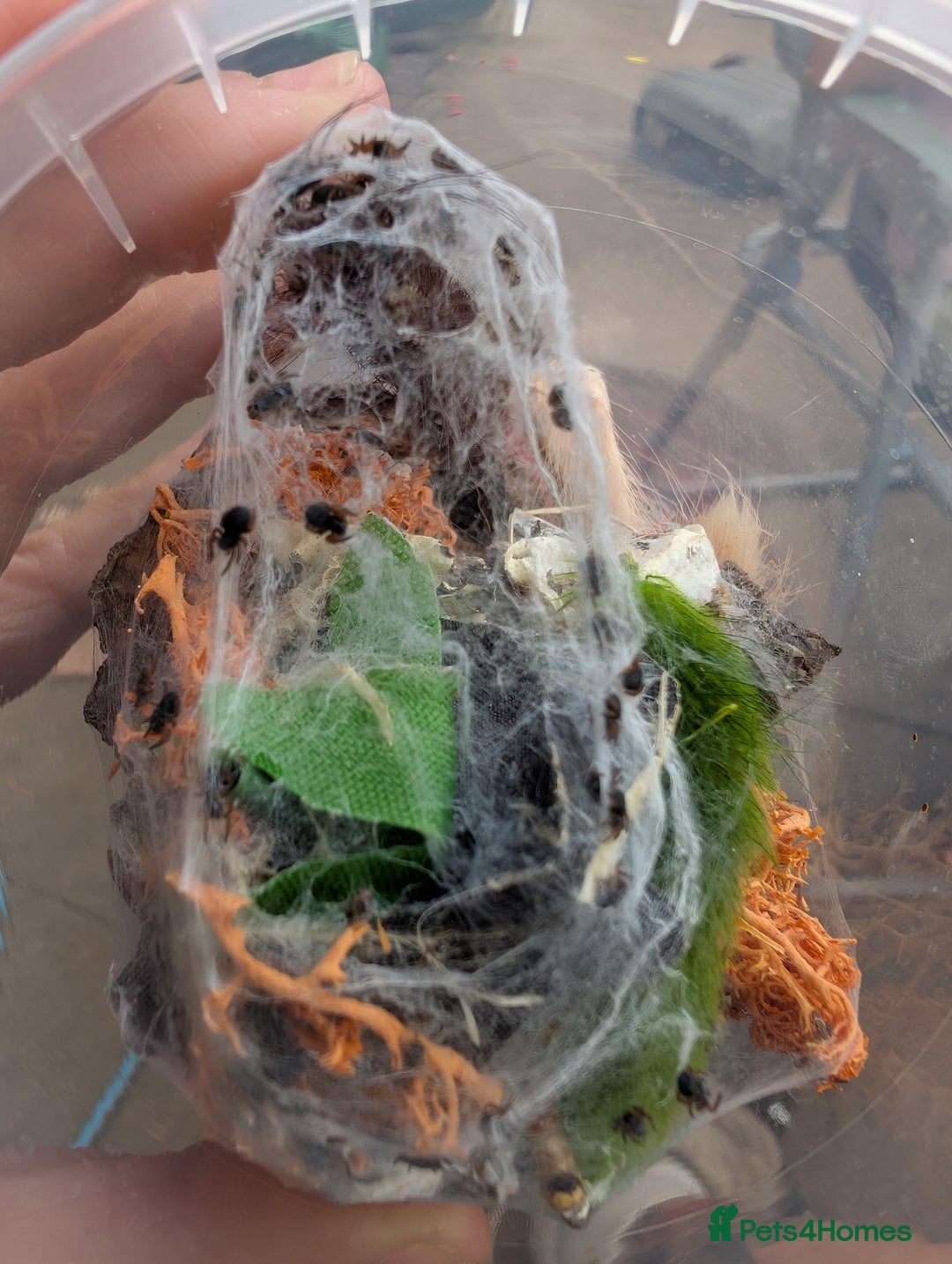 Spiders invertebrates for sale: Velvet spider slings gandanameno sp  - Image 3