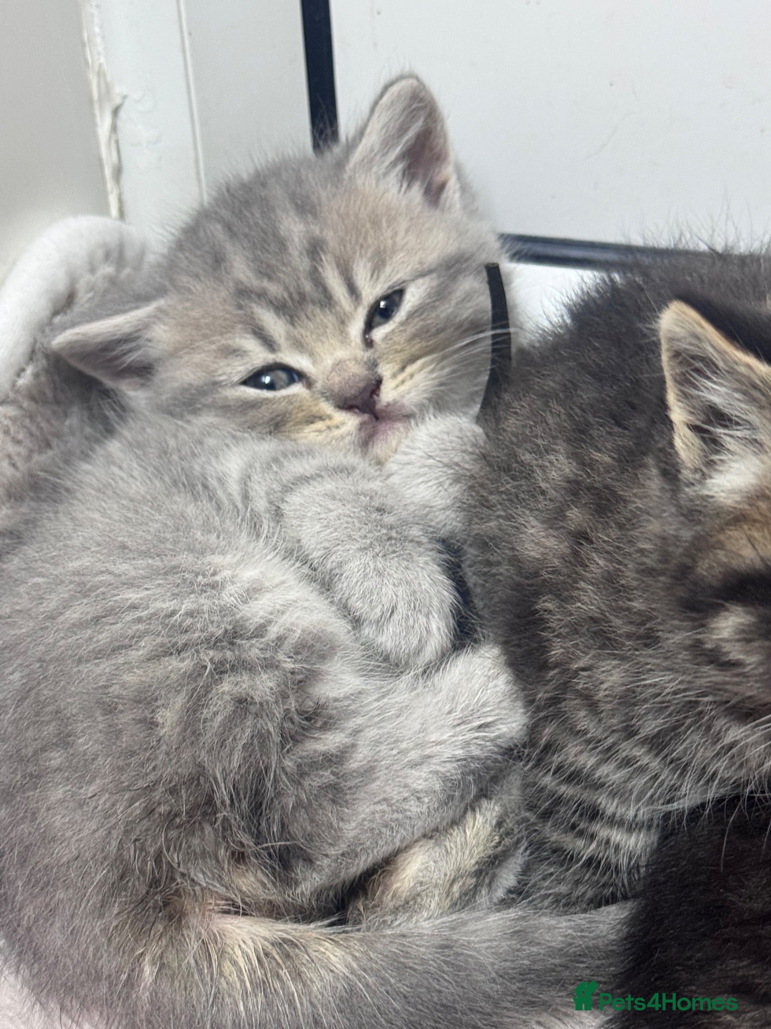Scottish Fold cats Scottish striaght kittens registered  - Advert 2