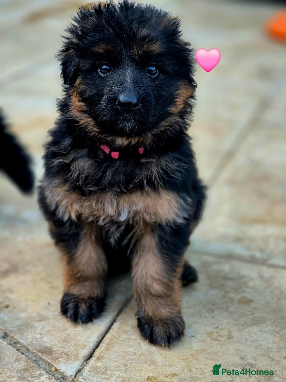 German Shepherd dogs Stunning KC reg long coat German shepherd puppies  - Advert 1
