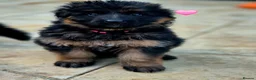 German Shepherd dogs for sale: Stunning KC reg long coat German shepherd puppies  - Advert 1
