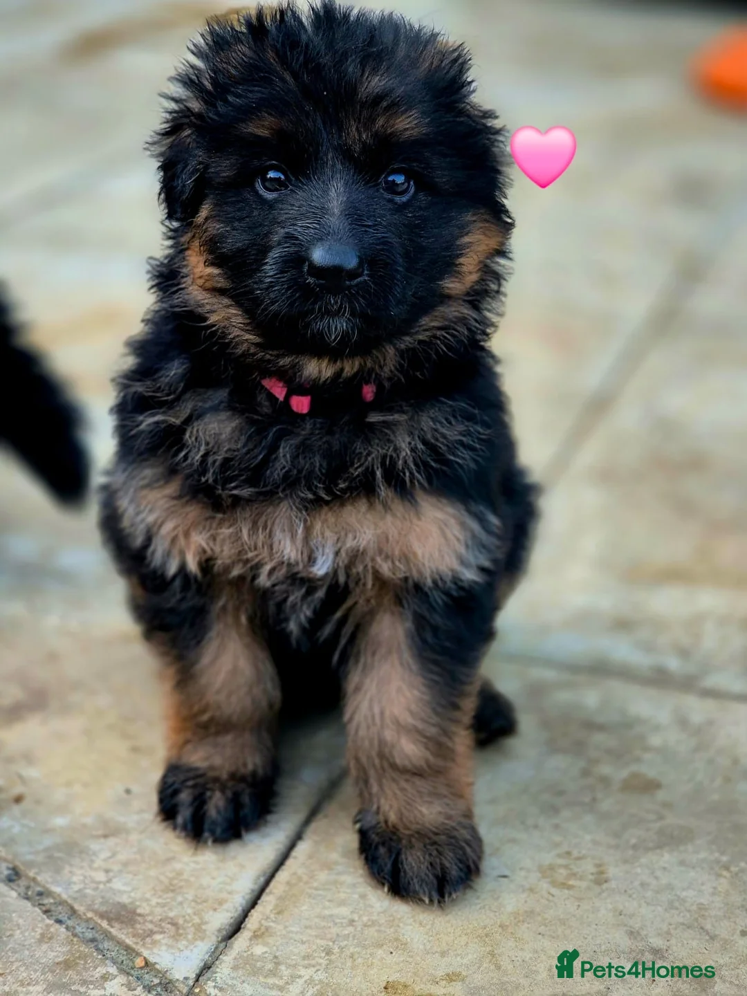 German Shepherd dogs for sale: Stunning KC reg long coat German shepherd puppies  - Advert 1