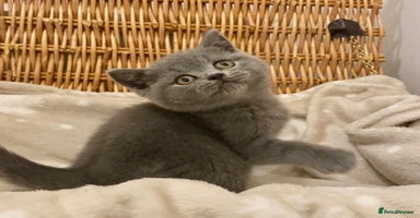British Shorthair cats 🧸EXCEPTIONAL QUALITY PURE BREED BSH TEDDY BEARS🧸 - Advert 3
