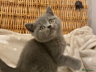 British Shorthair cats 🧸EXCEPTIONAL QUALITY PURE BREED BSH TEDDY BEARS🧸 - Advert 18