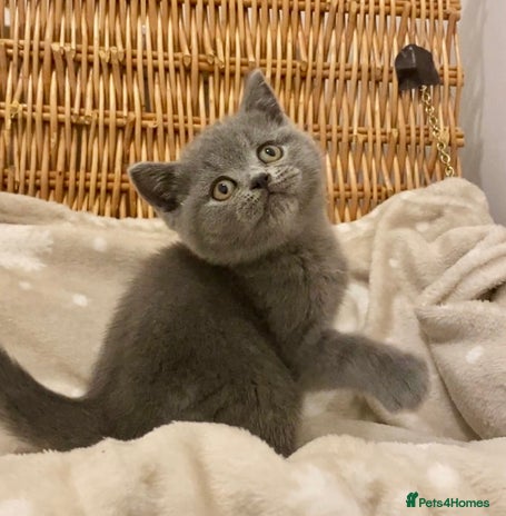 British Shorthair cats 🧸EXCEPTIONAL QUALITY PURE BREED BSH TEDDY BEARS🧸 - Advert 5