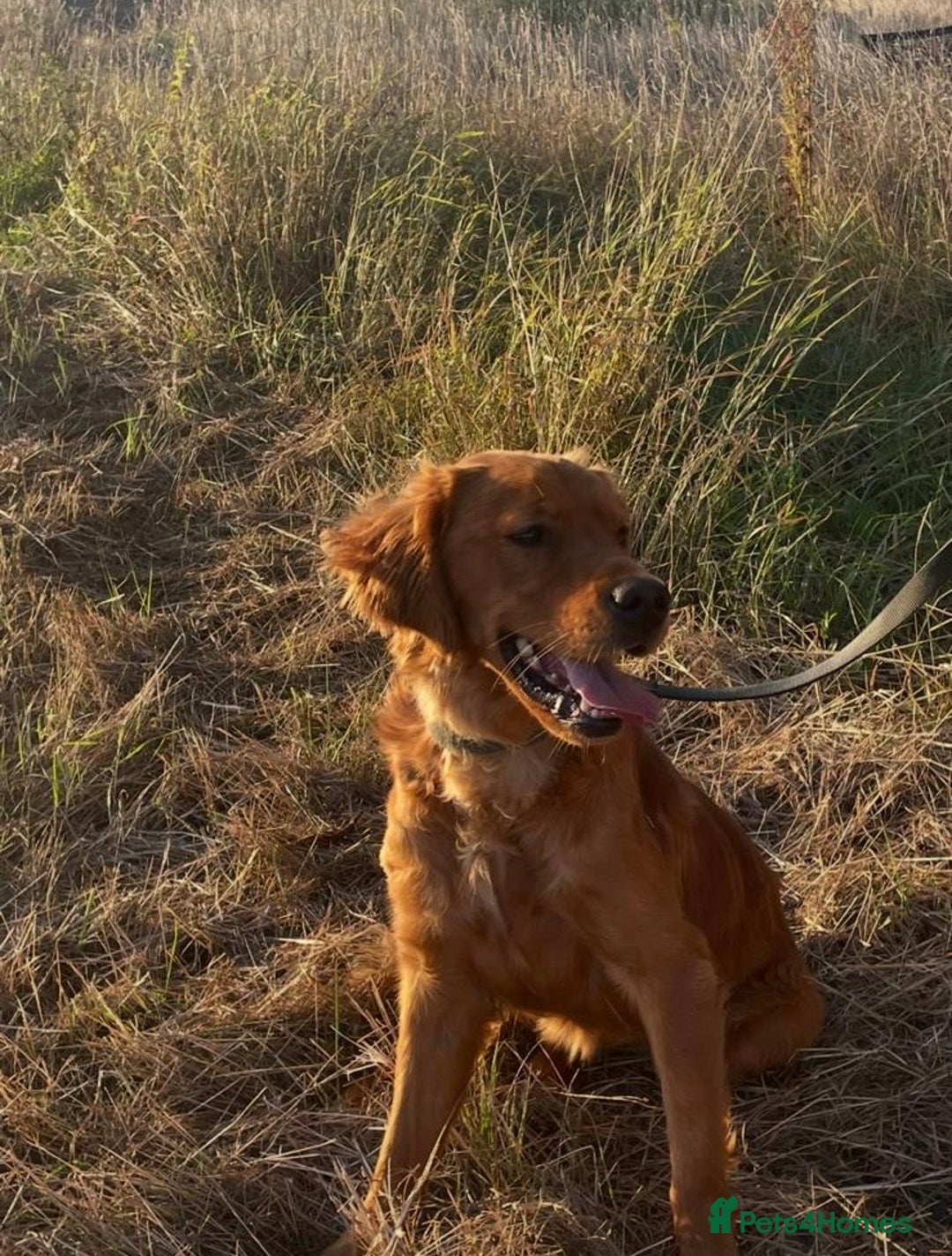 Golden Retriever dogs for sale: Dark Working Golden retriever  - Image 2