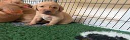 Labrador Retriever dogs for sale: Fox red & yellow Labrador puppies  - Advert 7