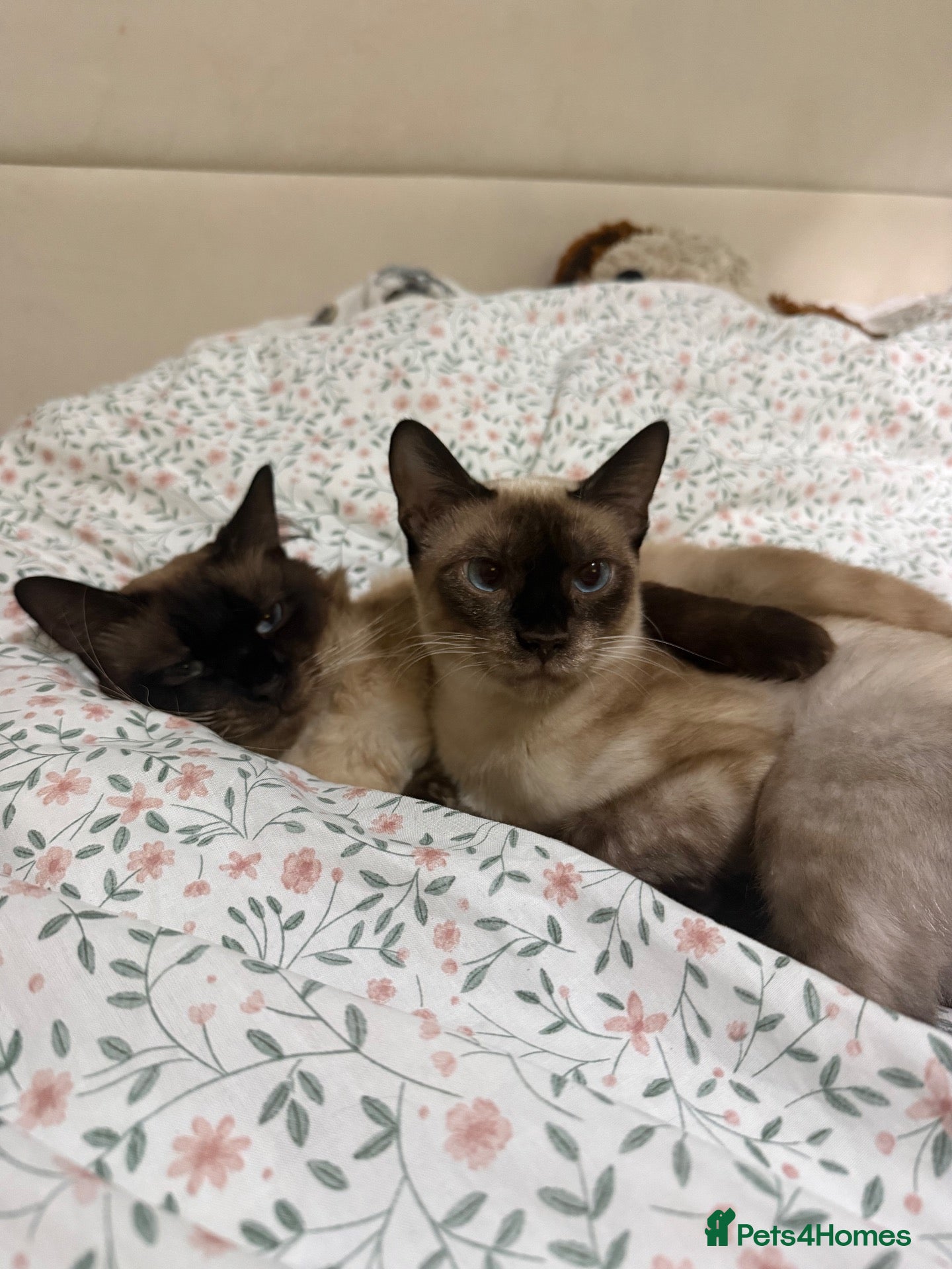 Siamese cats Female Siamese kitten - Advert 3