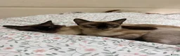 Siamese cats for sale: Female Siamese kitten in Chatham - Advert 1