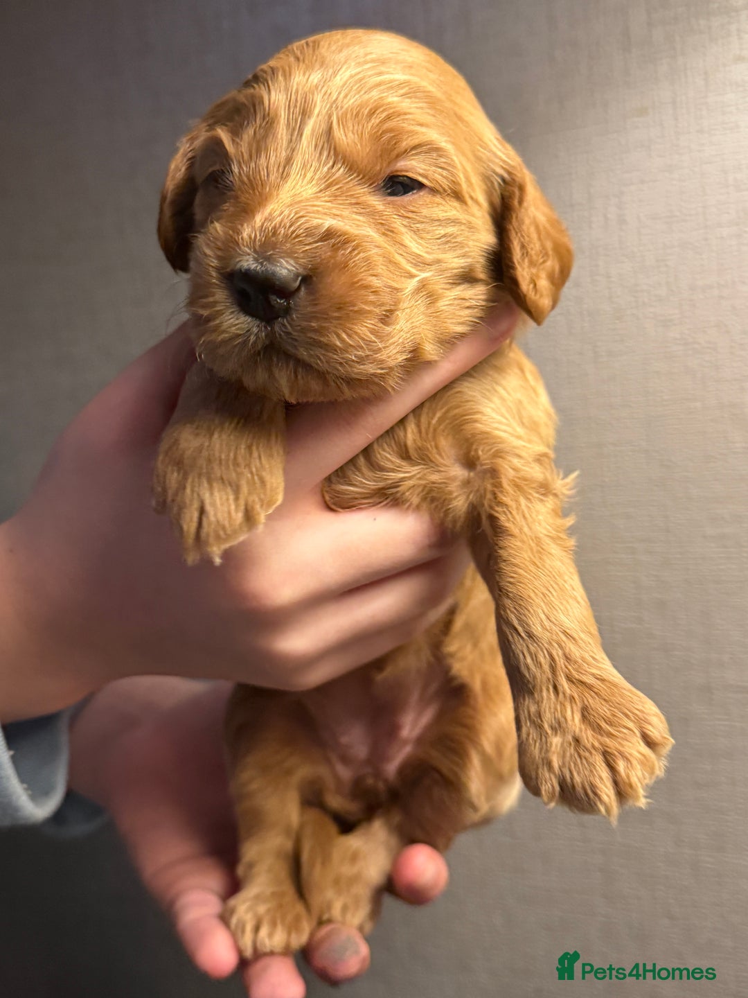 Cockapoo dogs for sale: Cockapoo F1 - Advert 34