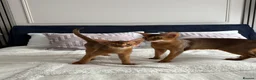 Abyssinian cats for sale: Only 1 Girl available 🎀 - Advert 12
