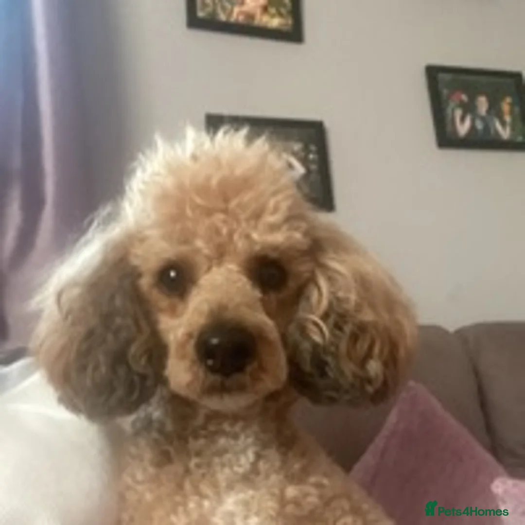 Miniature Poodle dogs for stud: 🏆PROVEN🏆 sable miniature poodle health tested in Havant - Advert 10