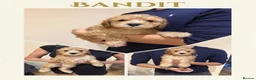 Cockapoo dogs for sale: ✨NOW READY 2 LEFT Golden Cockapoo Puppies✨ - Advert 11