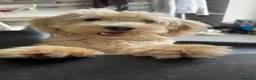 Mixed Breed dogs for sale: Gorgeous puppy for sale. Mixed bread cockapoochon - Advert 1