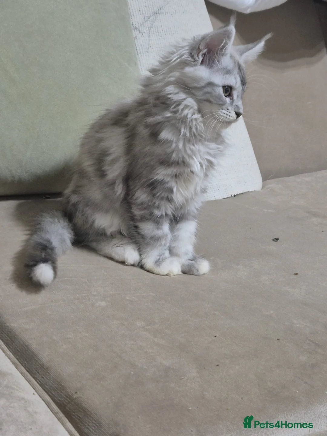 Maine Coon cats for sale: Maine coon kittens  - Advert 15