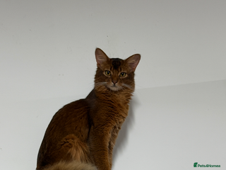 Somali cats Somali Cat for Stud! - Advert 1