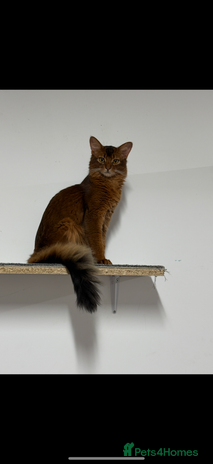 Somali cats for stud - Advert 3
