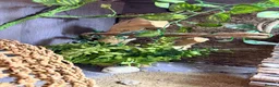Leopard Gecko reptiles for sale: Leopard gecko and full set up  in Leicester - Advert 13