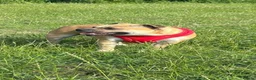 Staffordshire Bull Terrier dogs for sale: Confirmed pregnancy  of 7  - Advert 3