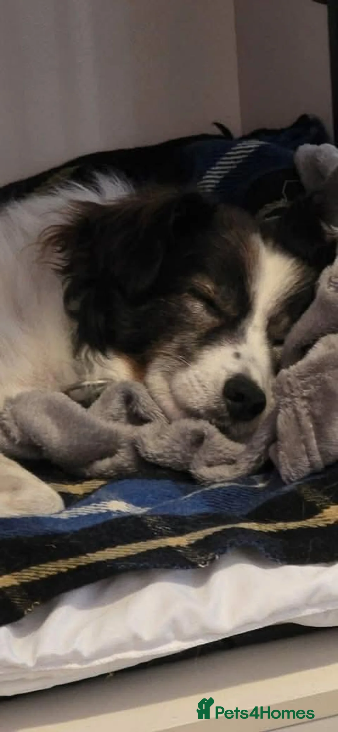 Mixed Breed dogs for adoption: Meet Cassius, currently residing in Sussex in Worthing - Advert 2
