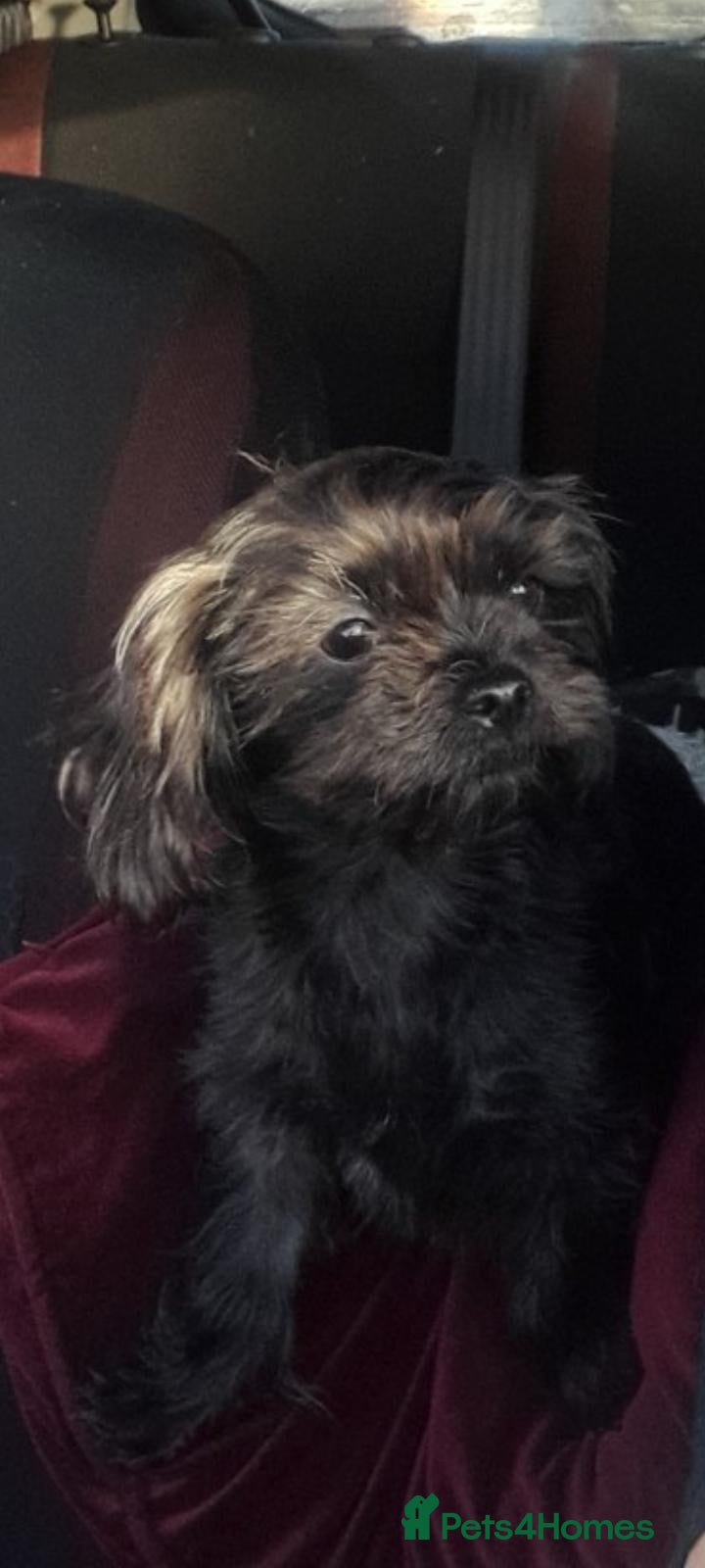 Mixed Breed dogs Chihuahua shihpoo - Advert 1