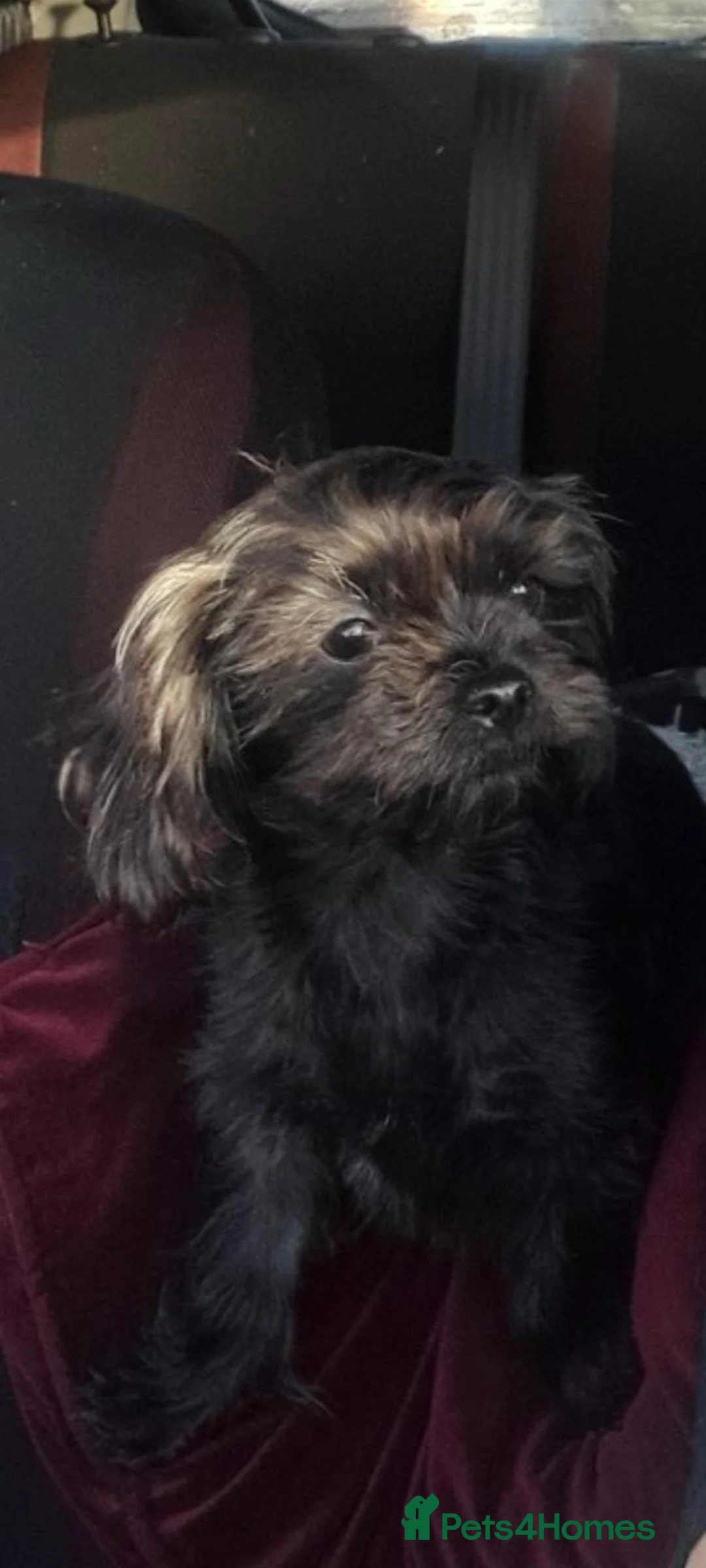 Mixed Breed dogs for sale: Chihuahua shihpoo in Hove - Advert 1