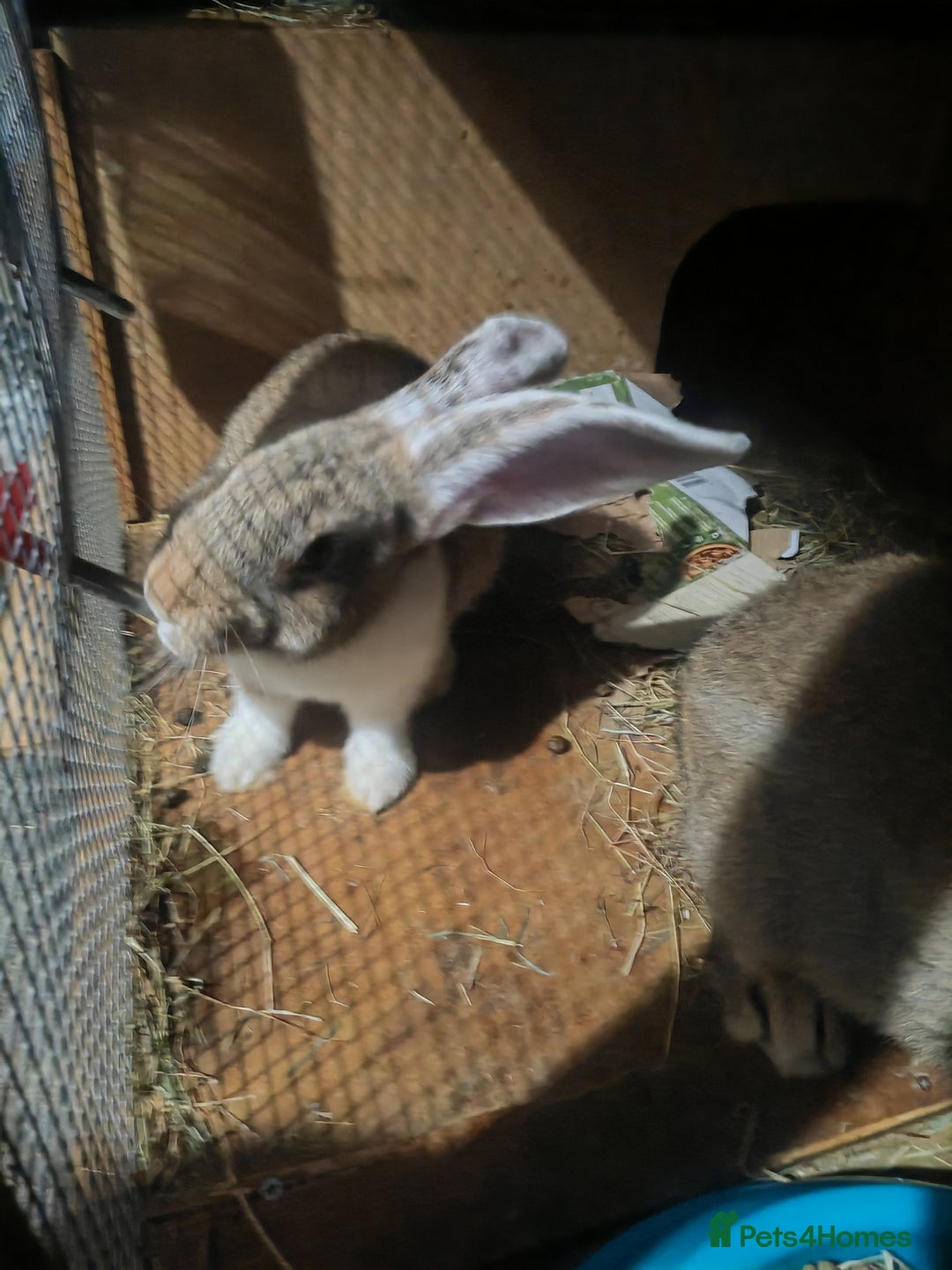 Flemish rabbits for sale: Pure flemish  - Advert 2