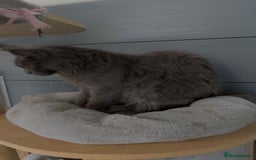 Maine Coon cats for sale: Blue female maine coon  - Image 3