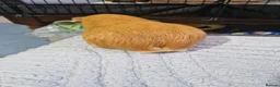 Guinea Pig rodents for sale: Orange guinea pig in London - Advert 5