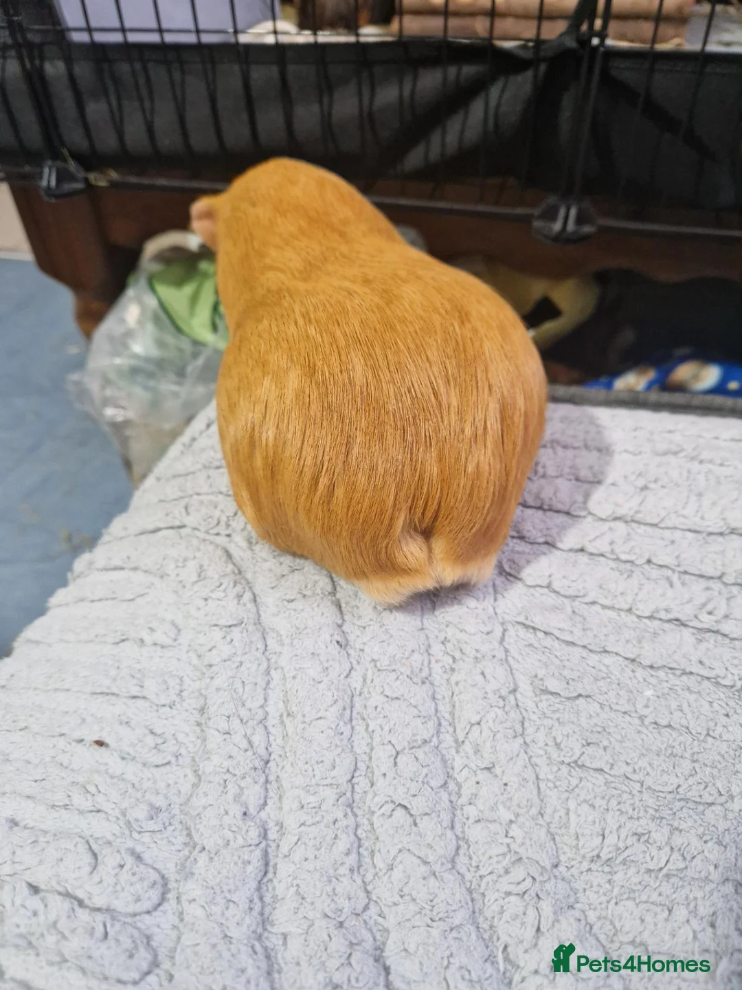 Guinea Pig rodents for sale: Orange guinea pig in London - Advert 5