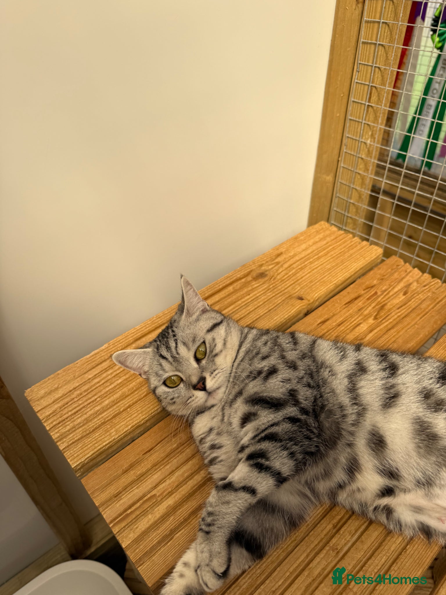 British Shorthair cats British shorthair  - Advert 1