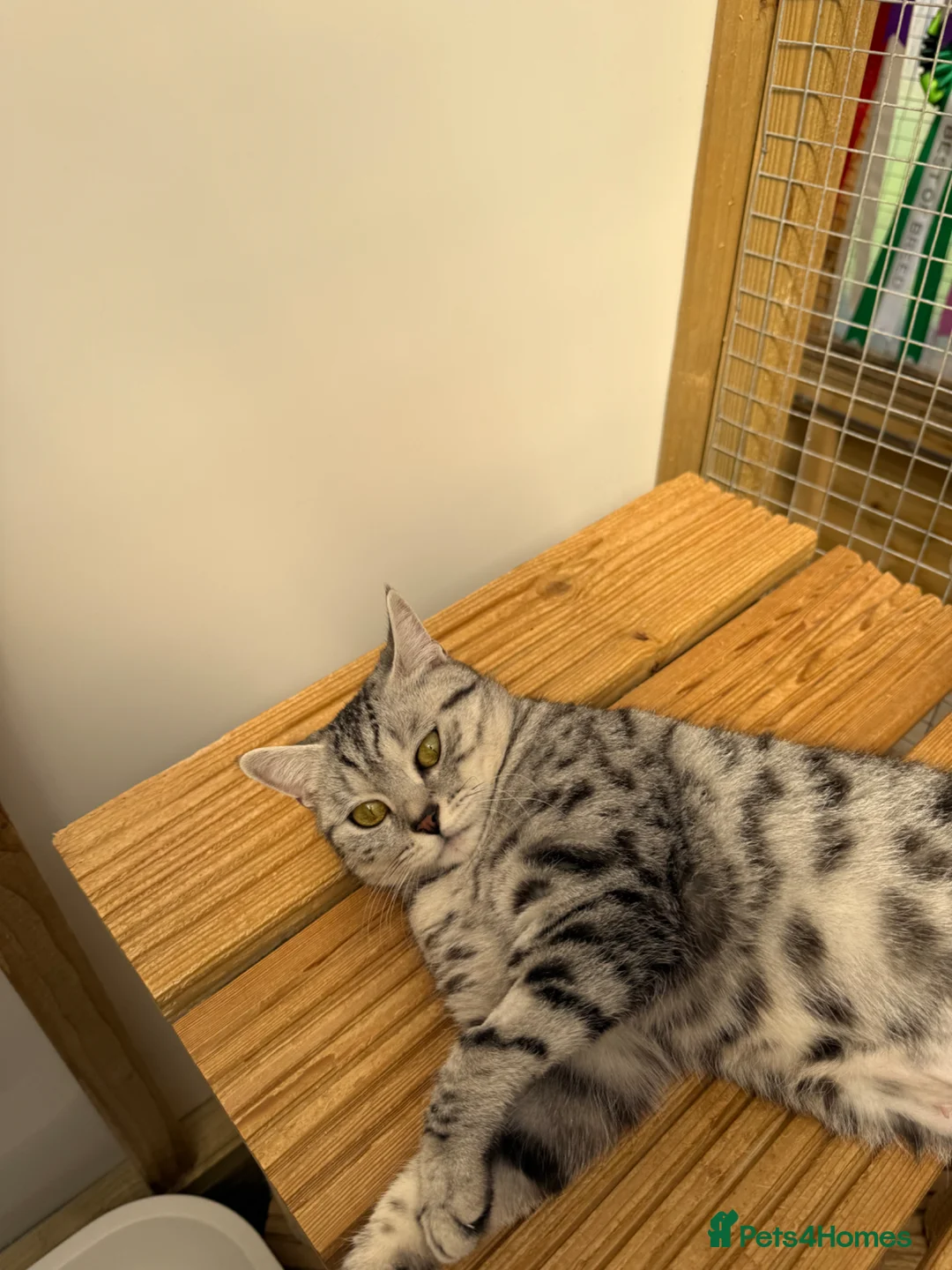 British Shorthair cats for sale: British shorthair  - Advert 1