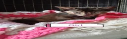 Mixed Breed cats for sale: Kittens adorable  - Advert 8