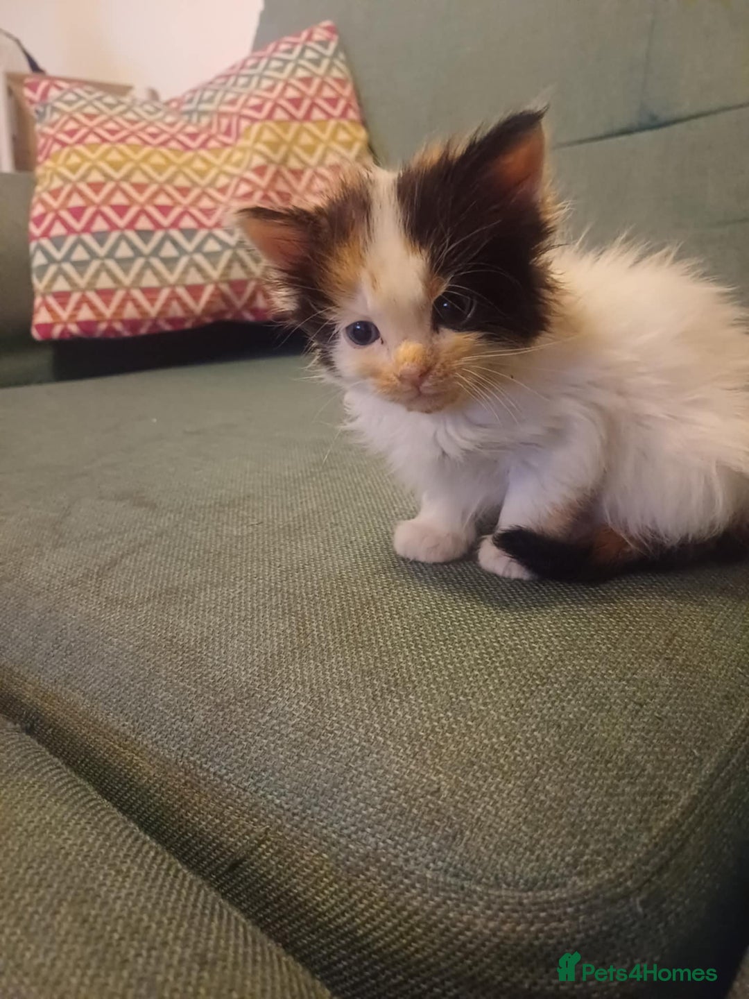 Mixed Breed cats for sale: 5 Beautiful Maine Coon/Ragdoll Kittens  - Advert 18