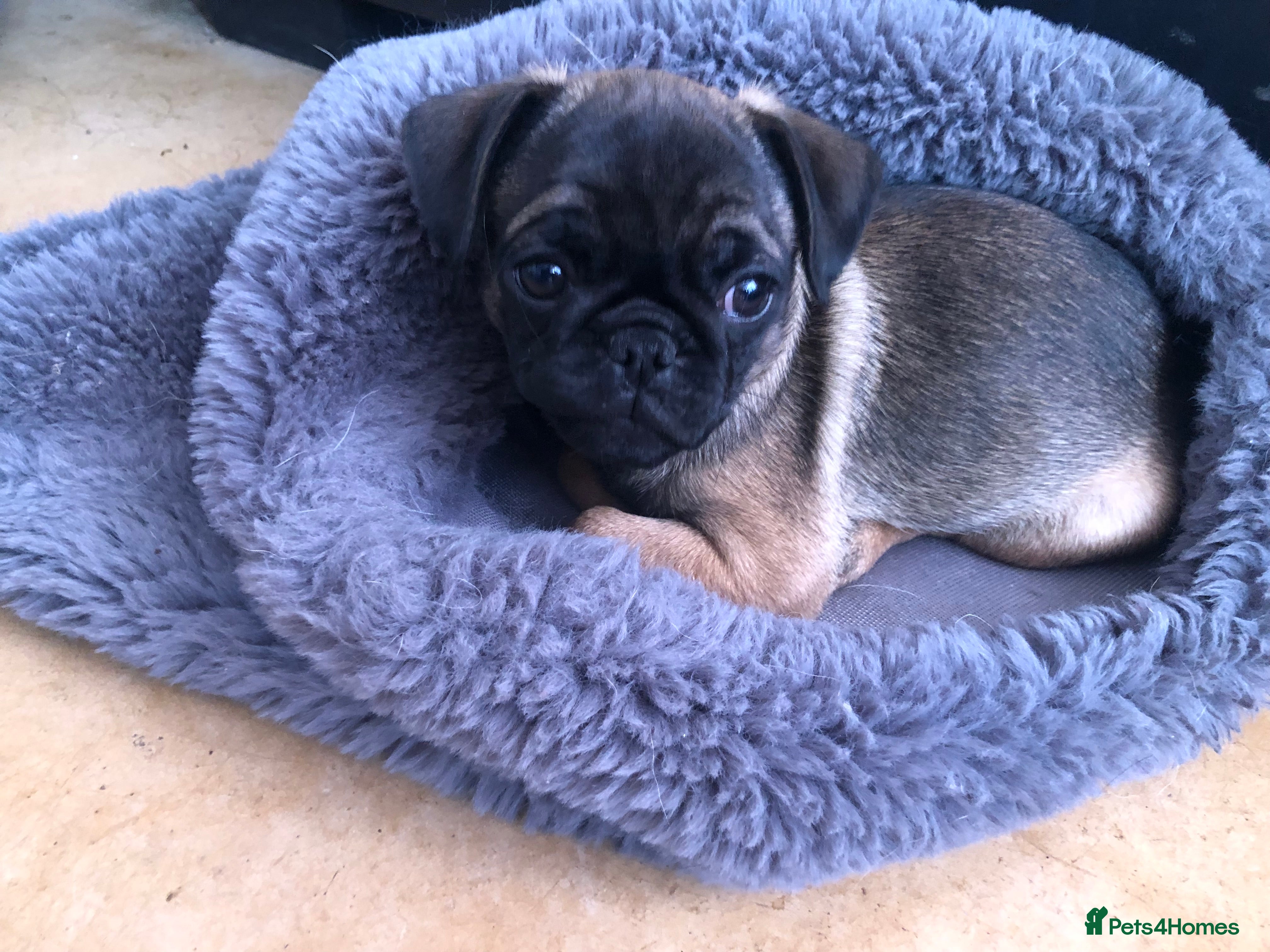 Pug dogs Female pug puppy ready now rare markings  - Advert 1