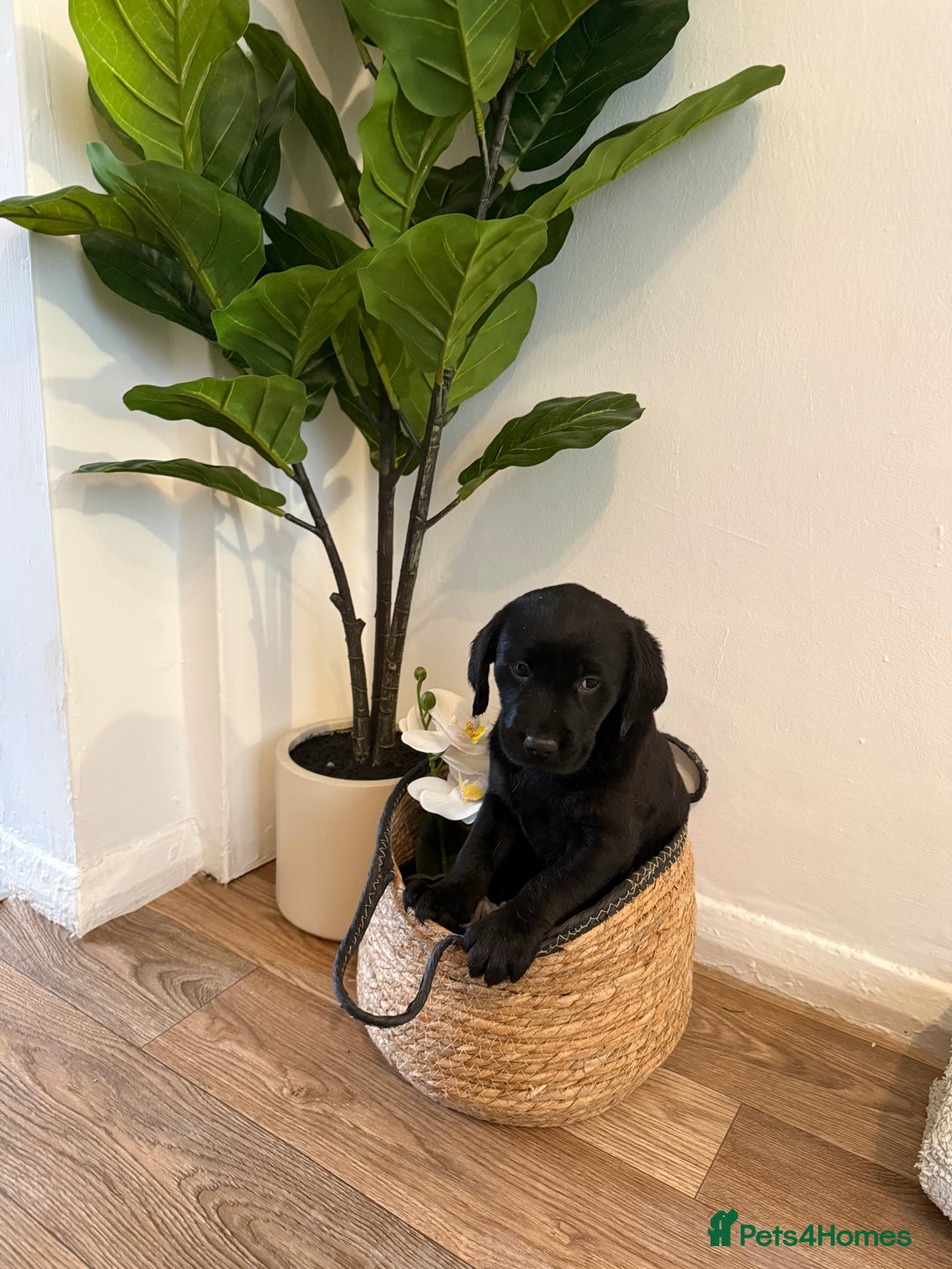 Labrador Retriever dogs for sale: Labrador pups for sale  - Advert 25