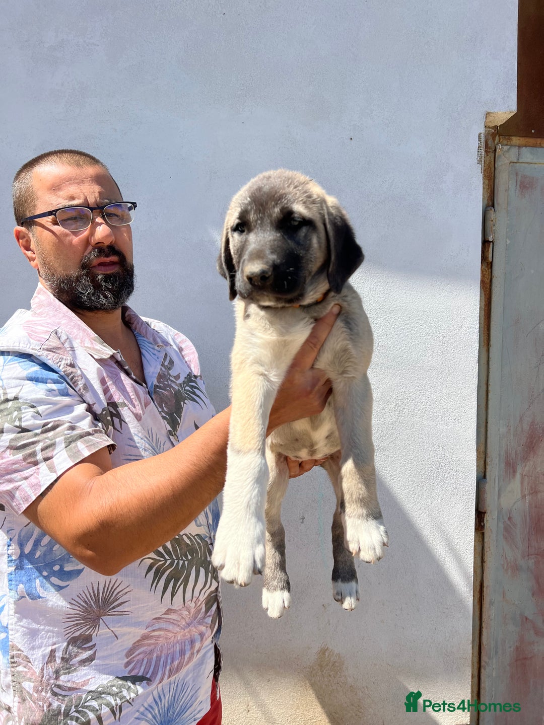 Anatolian Shepherd dogs for sale: Malakli Puppies - Image 18