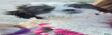 Shih Tzu 1