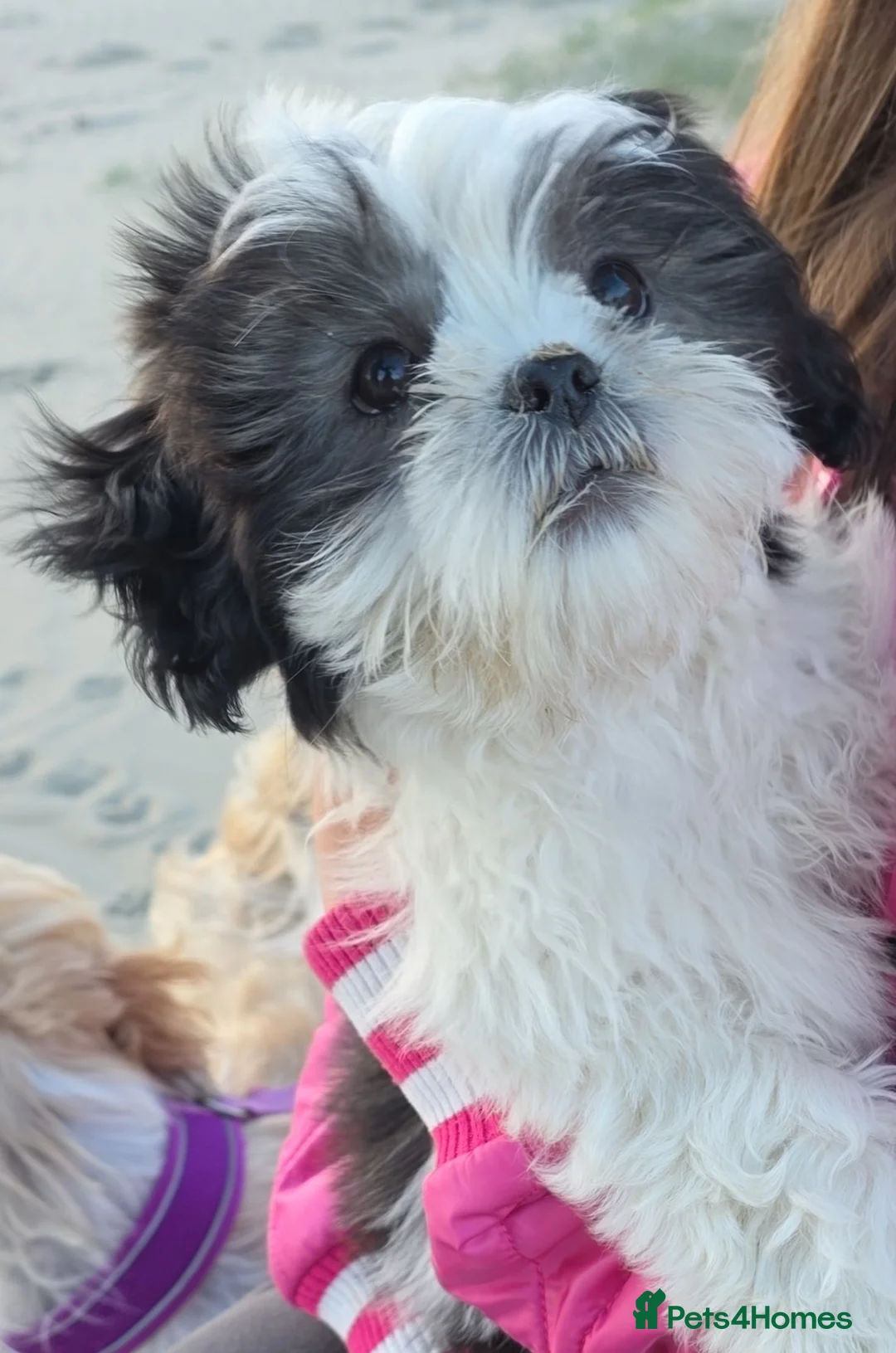 Shih Tzu dogs for sale: Puppy  - Advert 2