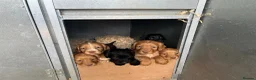 Cocker Spaniel dogs for sale: Stunning litter of cocker spaniels pups  in Ruthin - Advert 4