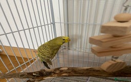 Budgerigars birds for sale: cute young budgie - Image 2