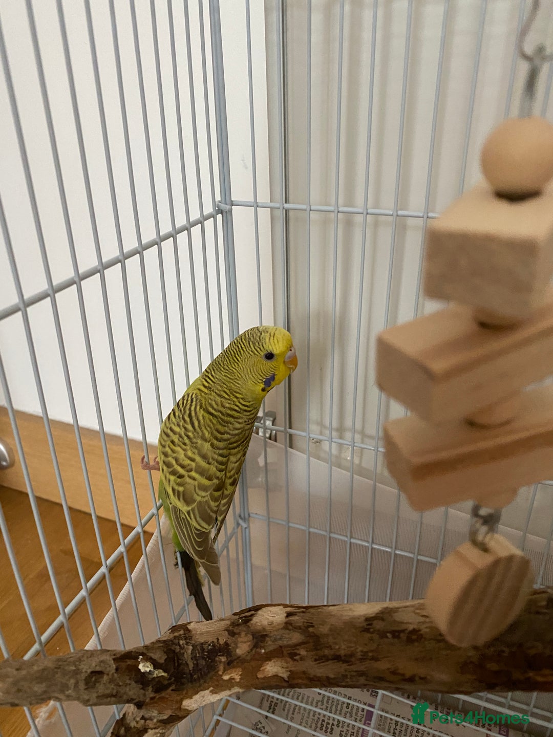 Budgerigars birds for sale: cute young budgie - Image 2
