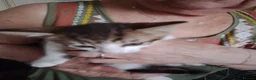 Mixed Breed cats for sale: 5 kittys  - Advert 24