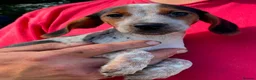 Mixed Breed dogs for sale: Beautiful cockerjacks puppies ready now. - Advert 2